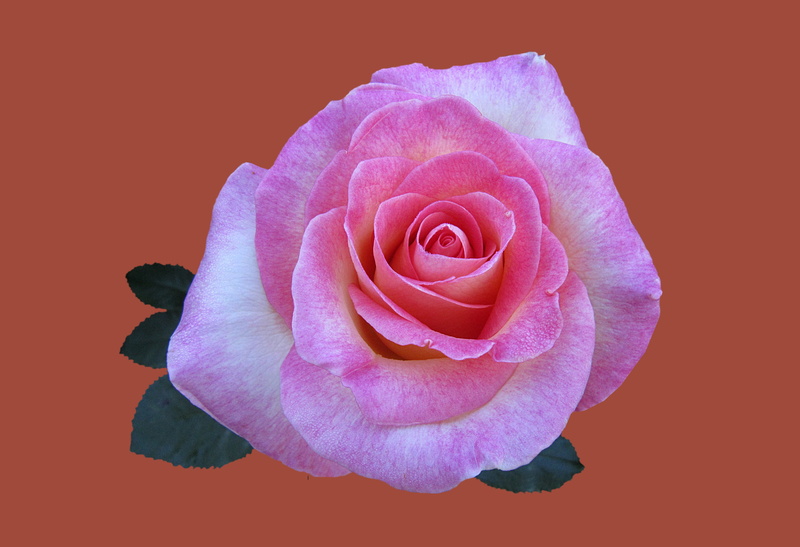 flower head, bad kissingen, petal, raindrop, rose - flower, pink, background, freshness, close-up, indoors, studio shot, beauty in nature, rosengarten bad kissingen