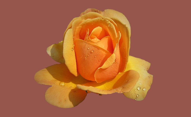 inflorescence, slice, plant, close, close-up, flower head, softness, vulnerability, nature, yellow rose, rosengarten bad kissingen, bad kissingen, orange