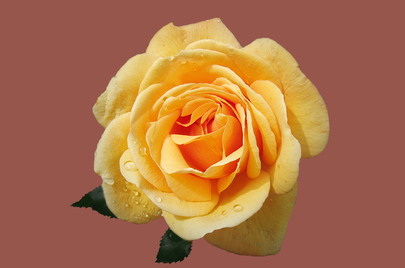 rose city bad kissingen, close-up, no people, petal, nature, inflorescence, flower head, drop of water, plant, raindrop, vulnerability, bad kissingen, yellow