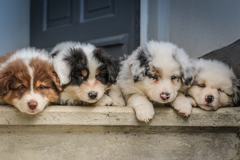 baby, dog, domestic animals, shephers, animal themes, friends, group of animals, mammal, vertebrate, pets, relaxation, 5K, australian, small, lying down