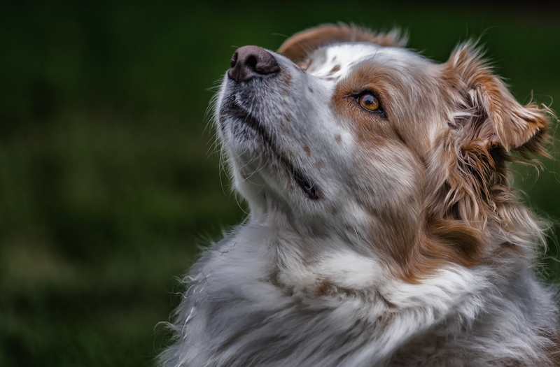 animal themes, looking, summer, purebred Dog, friendship, looking up, looking away, animals And Pets, cute, portrait, canine, brown, grass, animal body part