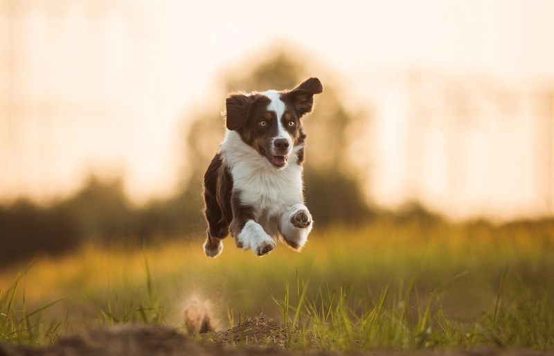 Australian shepherd, flight, 1080P, running, dog, mood, Aussie