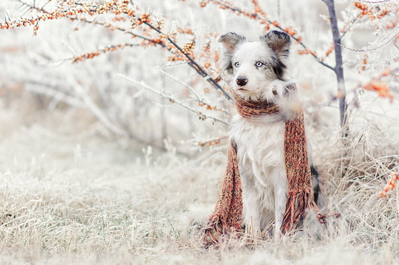 winter, nature, 1080P, scarf, Bush, snow, garden, Aussie, dog, sea buckthorn, Australian shepherd, sitting, frost, grass