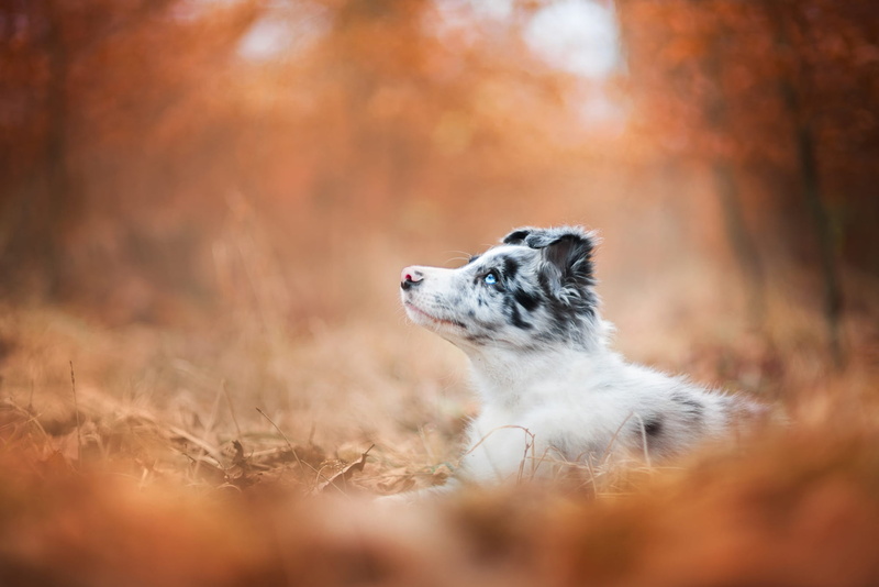 baby, 1080P, forest, Aussie, dog, Australian shepherd, orange, background, autumn, look, bokeh, foliage, lies, puppy, blue-eyed, profile, Park, motley
