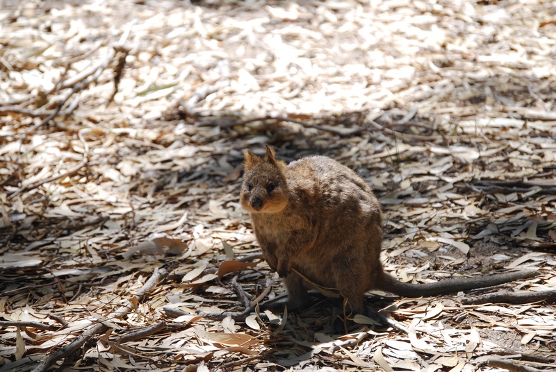 outdoors, sitting, day, animal themes, nature, animals in the wild, no people, animal, high angle view, rodent, wild, sunlight, australia, aussie, herbivorous