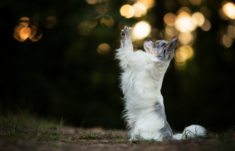 1080P, Australian shepherd, Aussie, dog