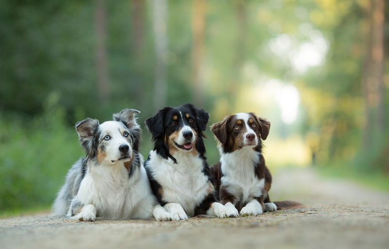 1080P, Trinity, Aussie, Australian shepherd, dogs, trio