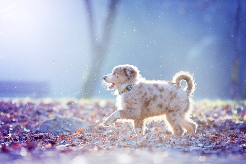snow, puppy, 2K, dog, walk, Australian shepherd, Aussie