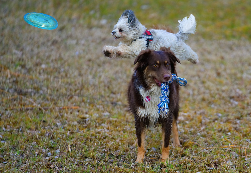 havanese, animal, animal themes, running, day, domestic animals, hundesport, small, domestic, canine, pets, dog, no people, vertebrate, nature, field, plant