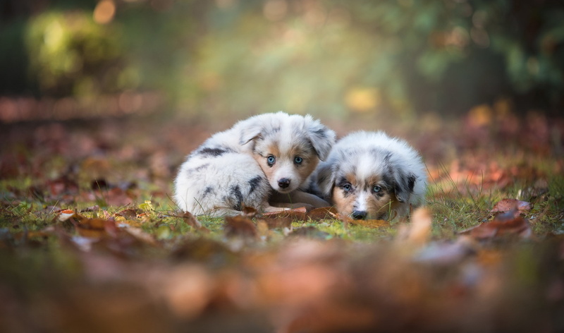 kids, a couple, autumn, puppies, 1080P, look, bokeh, Australian shepherd, Aussie