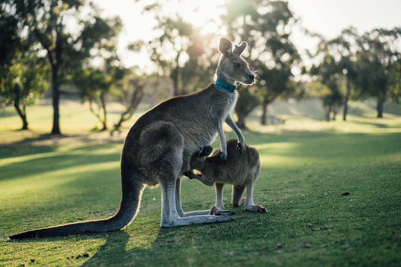 outdoors, aussie, standing, field, joey, day, full length, animal family, animal wildlife, outback, animals in the wild, focus on foreground, nature, land