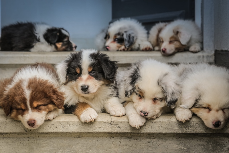 mammal, no people, family, relaxation, peace, animal themes, baby, australian, pets, vertebrate, group of animals, aussie, young animal, domestic, dog