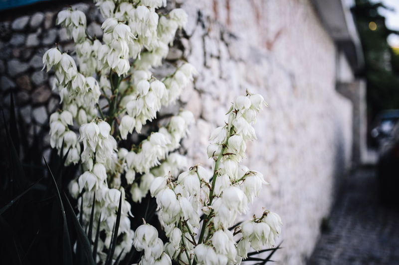 close-up, Bushes, bulgaria, balkan, flora, white, flowering plant, no people, nature, bloom, flower arrangement, day, bunch of flowers, growth, fragility