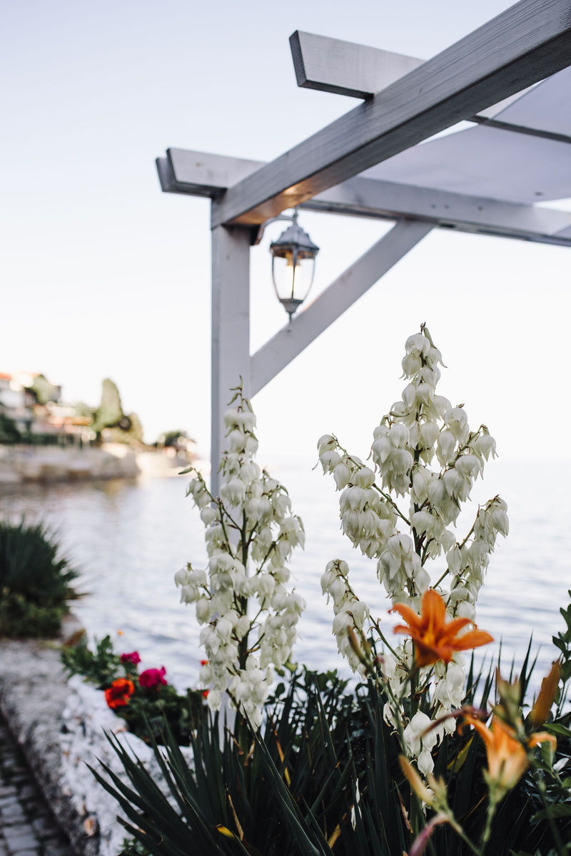 bulgaria, botanical, blossoming, 4K, white, freshness, petal, flower head, Europe, focus on foreground, bloom, botany, summer, day, plant, balkan, fragility