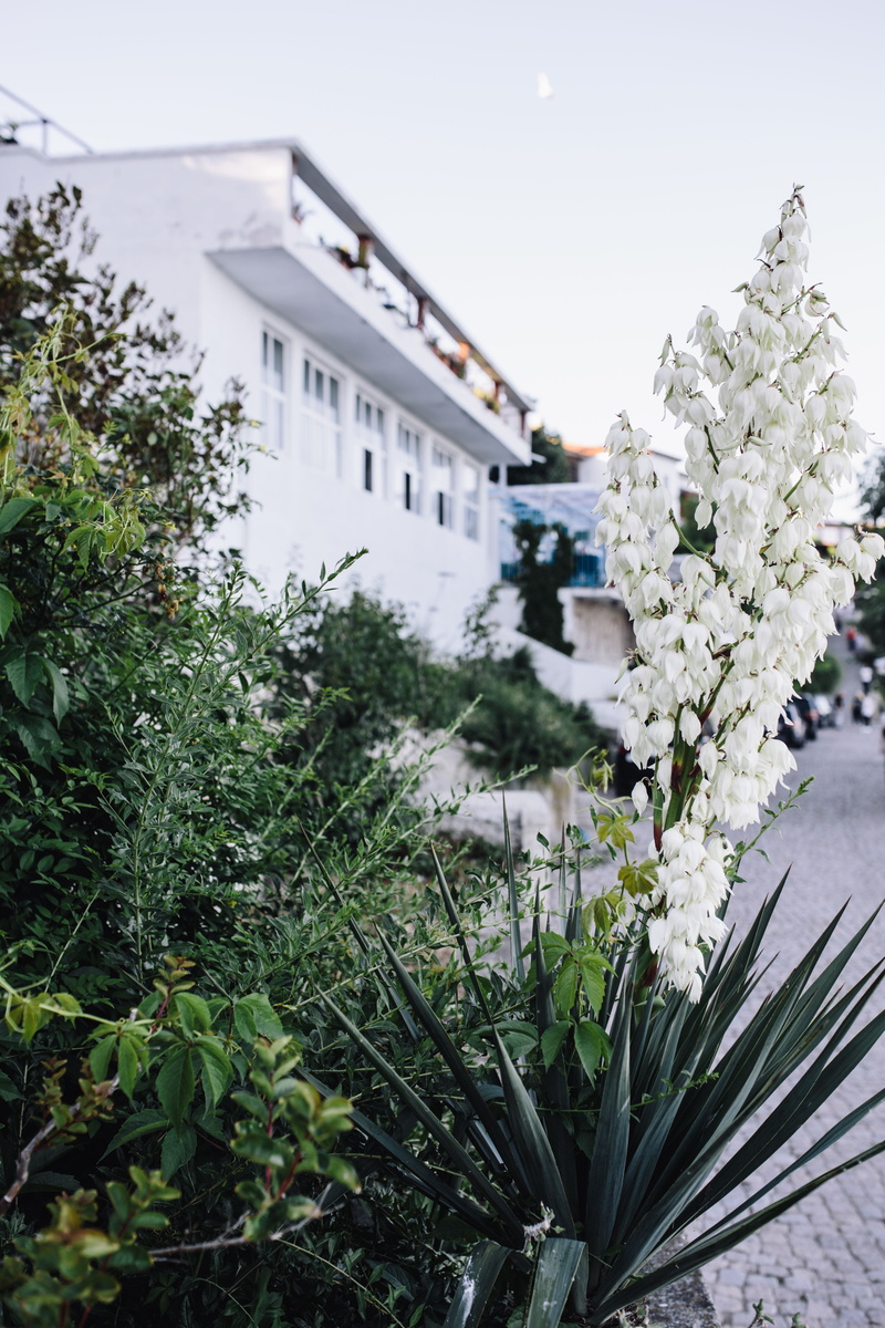 vulnerability, building, Europe, blossoming, no people, tree, botanical, fragility, botany, outdoors, focus on foreground, bloom, built structure, flower