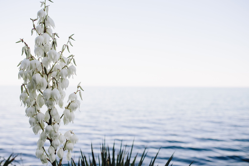 water, wilted plant, blossoming, fragility, tree, no People, day, winter, botanic, freshness, scenics, focus on foreground, horizon, 5K, horizon over water