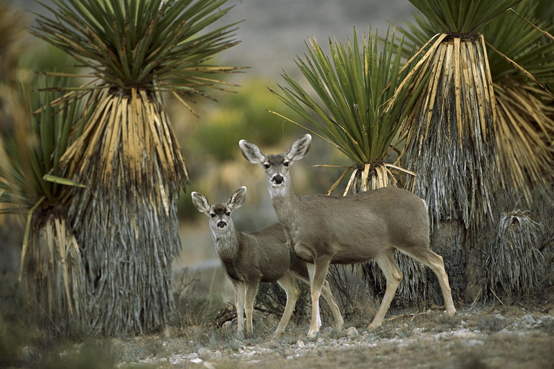 chihuahuan desert, deer, yucca, amid yucca, chihuahuan, animals, mexico, mule deer, 1080P, desert, mule, amid