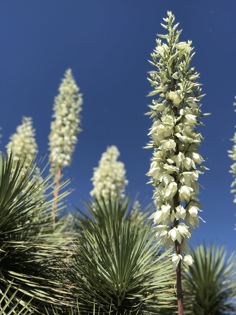 tranquility, beauty in nature, sunlight, freshness, pine tree, desert, outdoors, sky, spiky, low angle view, coniferous tree, flowering plant, nature, 4K