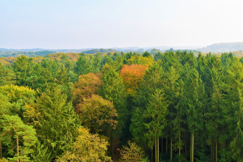 conifer, tranquility, fall, treeline, growth, 5K, non-urban scene, tree, flora, no people, larch, forest, plant, woodland, day, lush foliage, pine tree