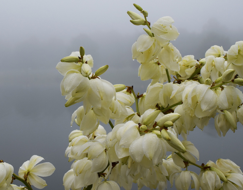 vulnerability, growth, springtime, morning fog, no people, flower, freshness, close-up, outdoors, day, bloom, rain-wet yucca flowers, inflorescence, flowering plant