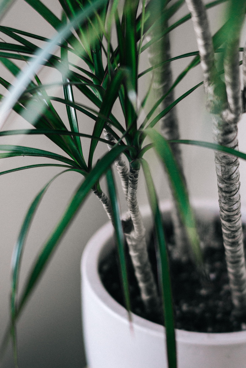 nature, close, growth, day, close-up, photo, leaves, 4K, indoor, houseplant, yucca, outdoors, pot, white, leafed, beauty in nature, plant part, potted plant