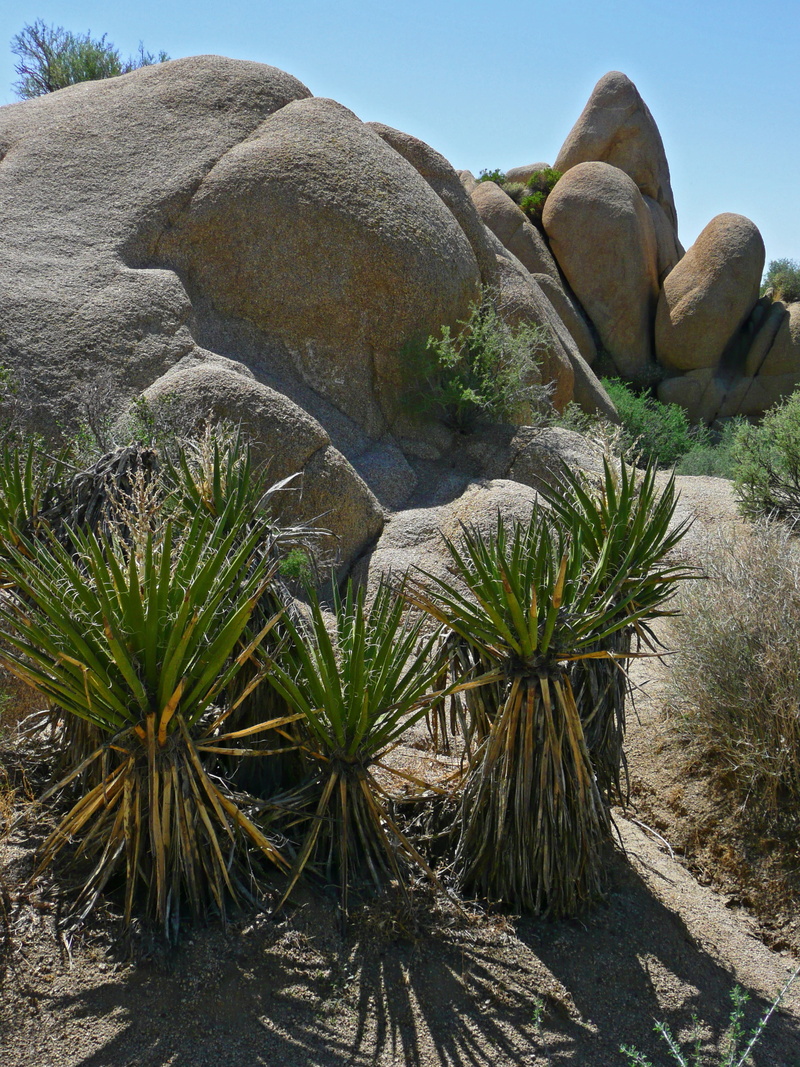 park, nature, plant, outdoors, hot, sky, climate, 2K, scenics - nature, rock, formation, usa, day, erosion, tranquility, succulent, cactus, beauty in nature