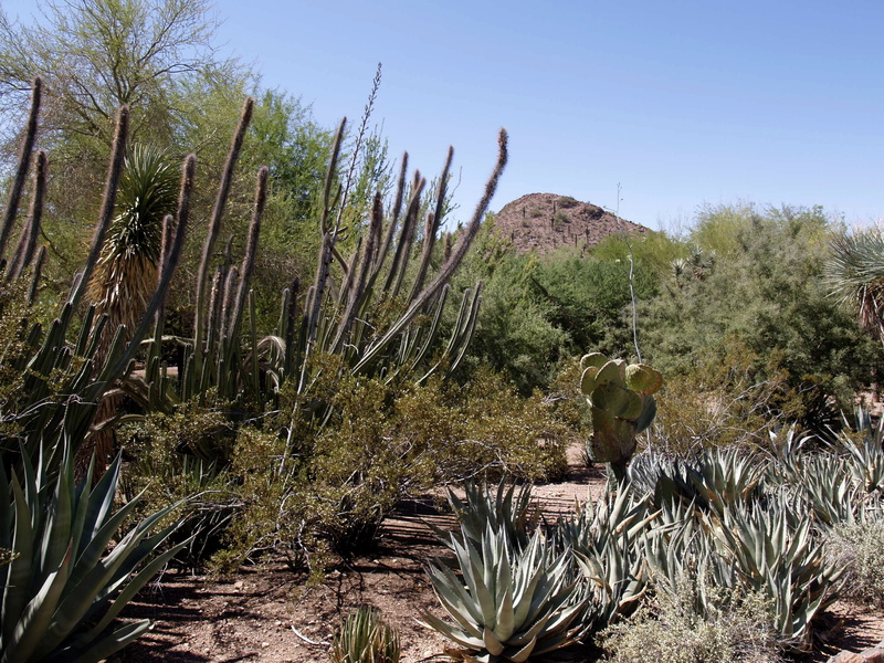 scenics - nature, arid climate, tranquility, usa, sky, tree, non-urban scene, clear sky, land, landscape, 2K, ecosystem, succulent plant, tranquil scene