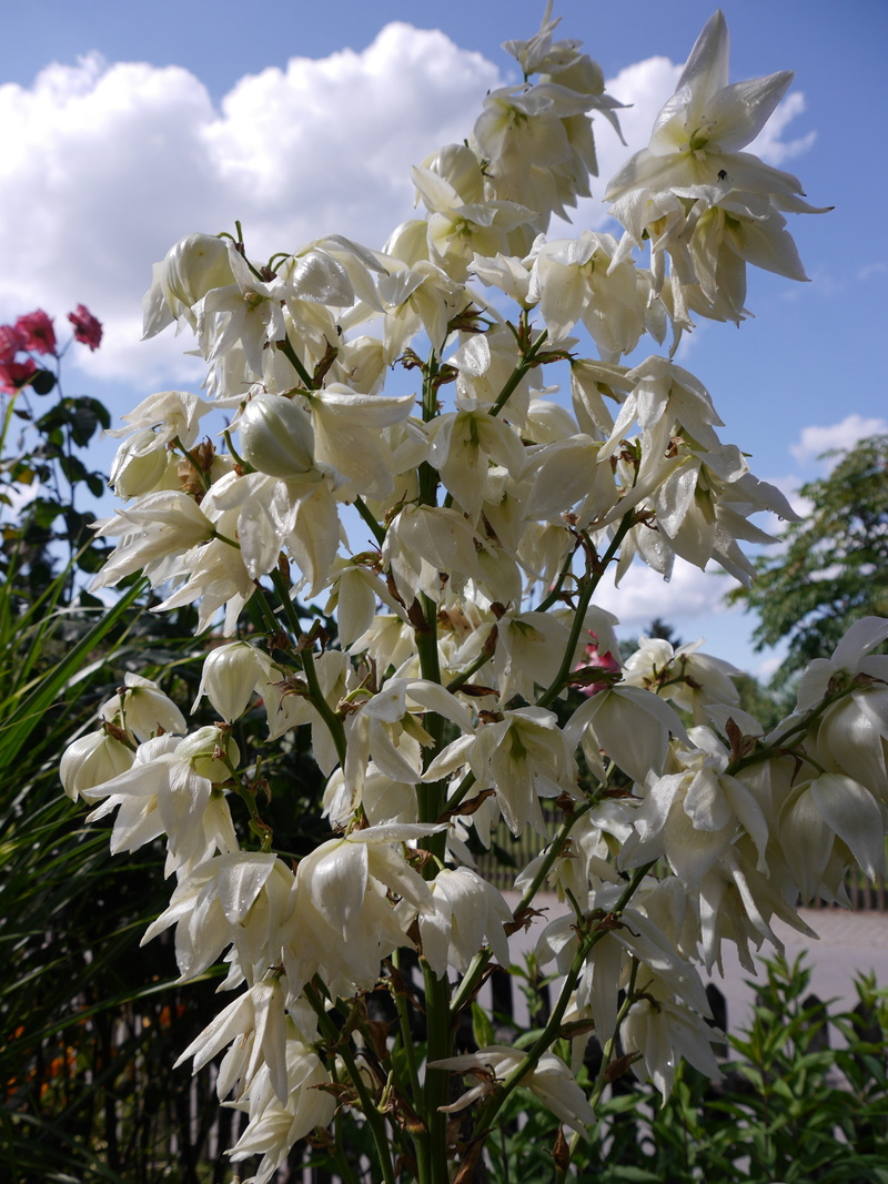 growth, blossom, freshness, bloom, bunch of flowers, flower head, plant, white color, petal, nature, outdoors, sky, yucca palm, flowering plant, 4K, tree