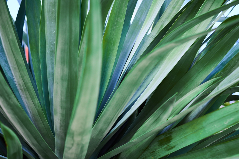 no people, green color, natural pattern, close-up, plant part, plant, freshness, growth, botany, leafed, tropical climate, leaf, yucca, leaves, garden