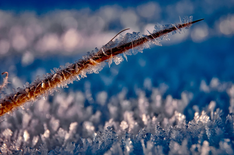 land, macro, no people, branch, crystals, outdoors, hdr, animal, 1080P, hoarfrost, frost, plant, nature, covered, day, selective focus, twig, yucca plant
