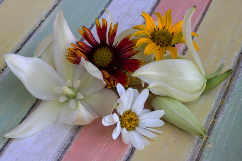 wood, high angle view, close-up, flower, flowers, paste colors, Still Life, background, flowering plant, wood - material, no people, Colors, Paste, flower head