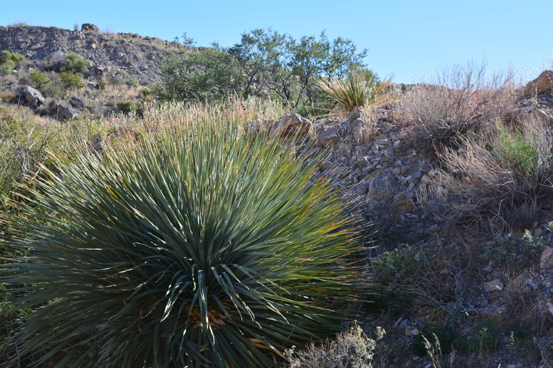 non-urban scene, cactus, scenics - nature, field, green color, wild, desert, no people, tree, outdoor, outdoors, plant, semi-arid, succulent plant, scenic