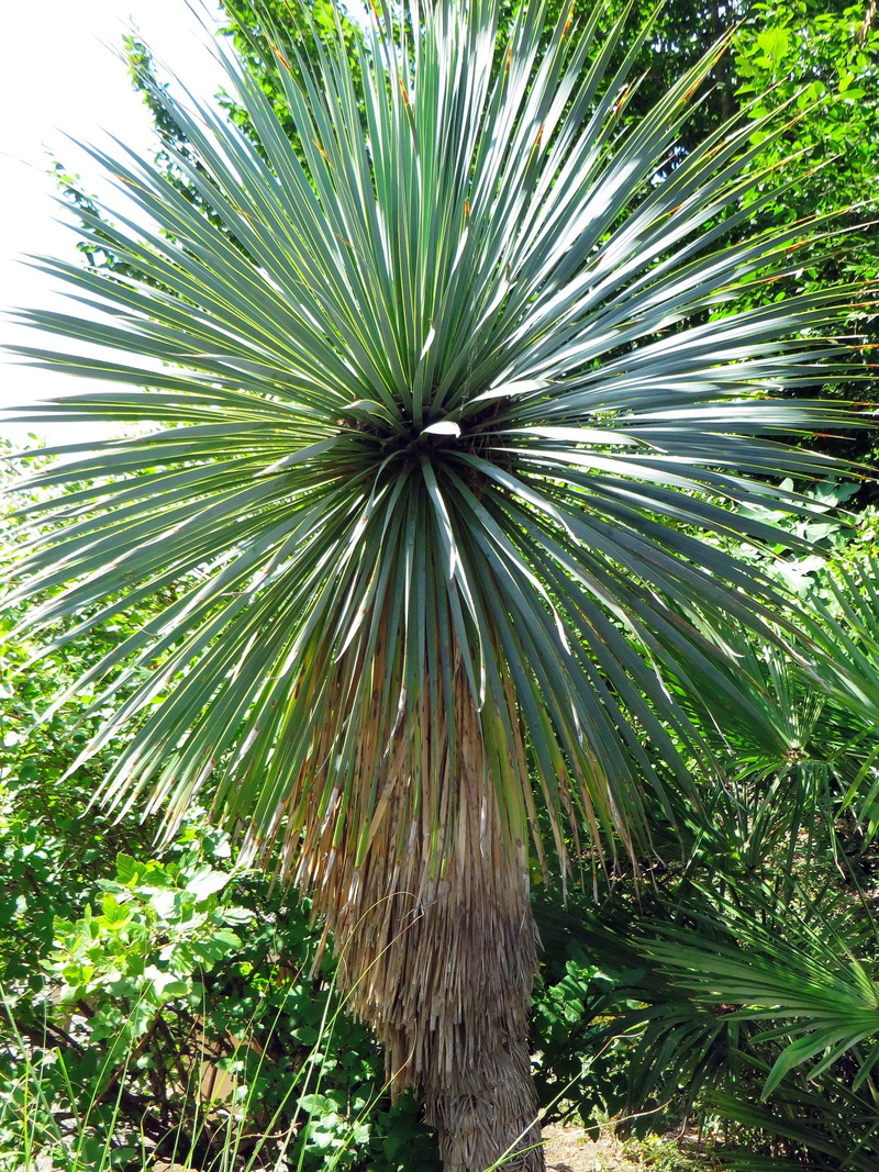 tranquility, outdoors, yucca, 2K, green, spice, agavacae, growth, plant, palm tree, forest, green color, plant part, beauty in nature, tree trunk, tree