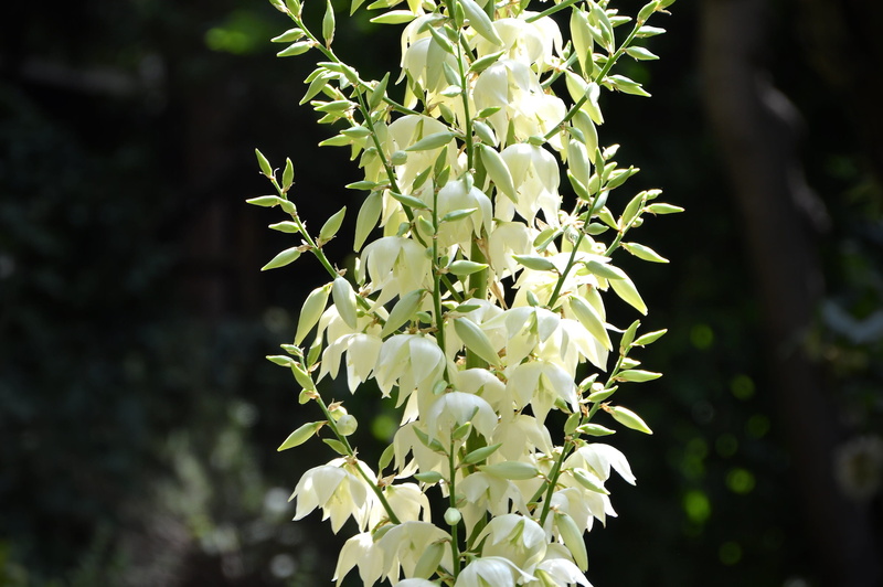 Flower, selective focus, nature, no people, close-up, yucca, fragility, inflorescence, summer, focus on foreground, 2K, bunch of flowers, Sun, plant, freshness