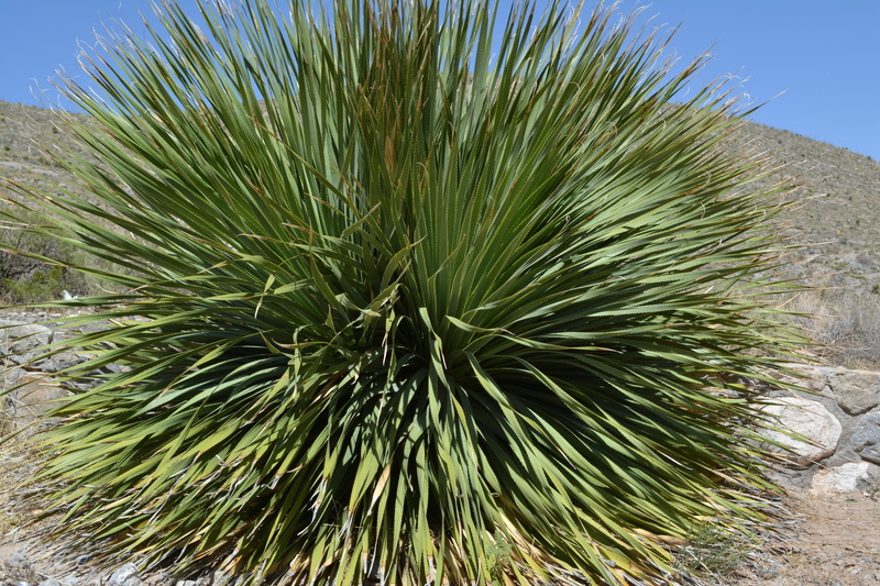 Desert, no people, spiky, Plant, needle - plant part, leaf, day, 5K, sunny, agriculture, sunlight, arid climate, herb, close-up, outdoors, tranquility
