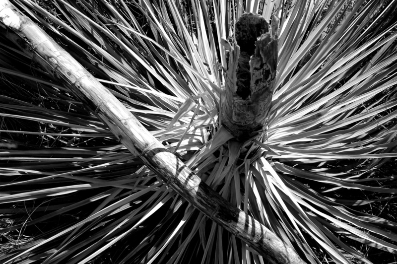 black and white, backgrounds, pattern, united states, high angle view, outdoors, dead, whitewater, close-up, plant, day, diagonal, beauty in nature, still life