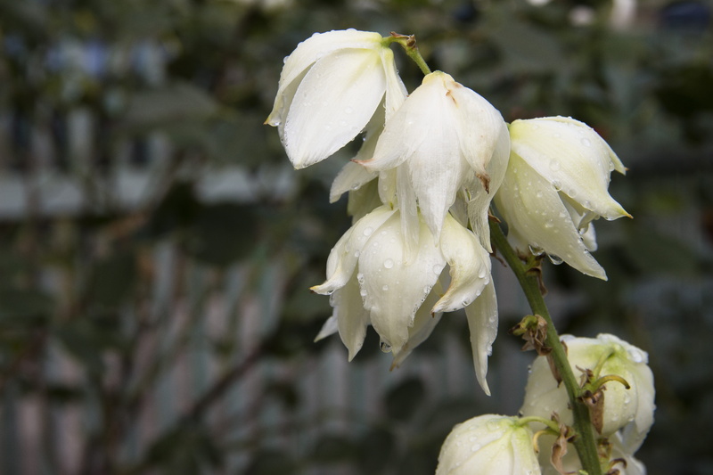 flowering plant, inflorescence, freshness, flowers, bush, rose, beauty in nature, flora, yucca, day, growth, krupnyj plan, close-up, white color, beautiful