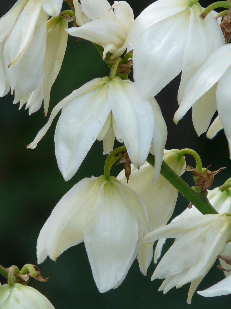 pollen, yucca palm, outdoors, springtime, flowering plant, yucca, blossom, close-up, inflorescence, growth, yucca filamentosa, bloom, nature, day, agavaceae