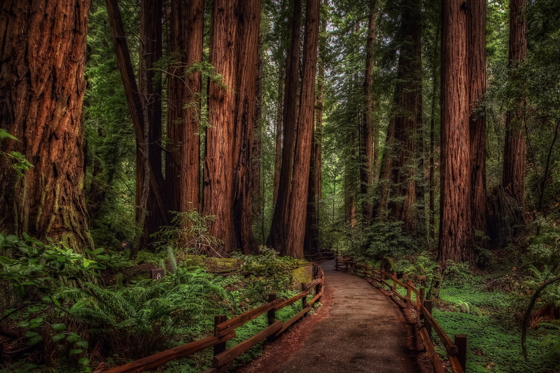 green color, road, forest, digital, trunk, beauty in nature, the Douglas fir, the way forward, woodland, scenics - nature, bamboo - plant, tree trunk, day