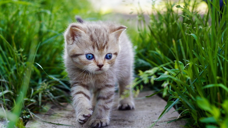 cat, 1080P, cute, kitty, grass