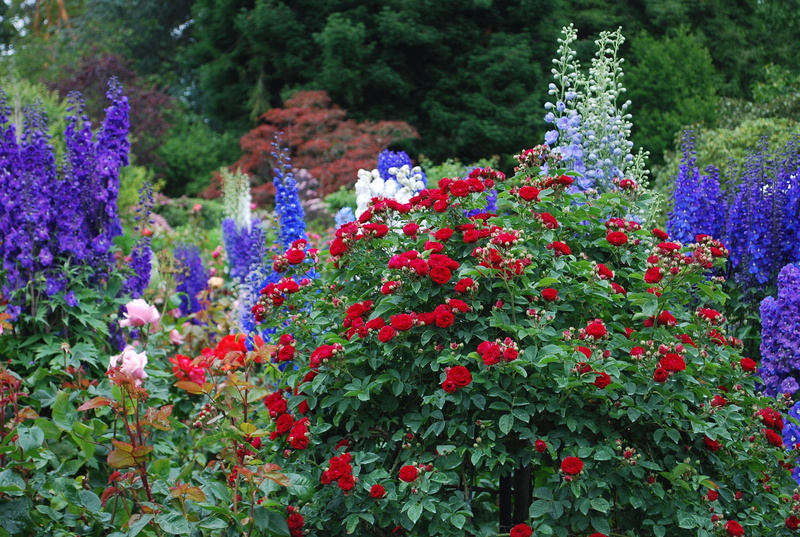 summer, vulnerability, tree, purple, tranquility, bloom, outdoors, land, garden, victoria, red, ornamental, beauty in nature, butchart, focus on foreground