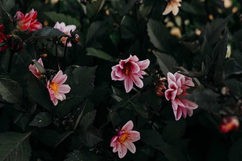 field, fragility, freshness, flowers, close-up, forest, plant, pollen, flora, beauty in nature, garden, plants, botanical, nature, flowering plant, petals