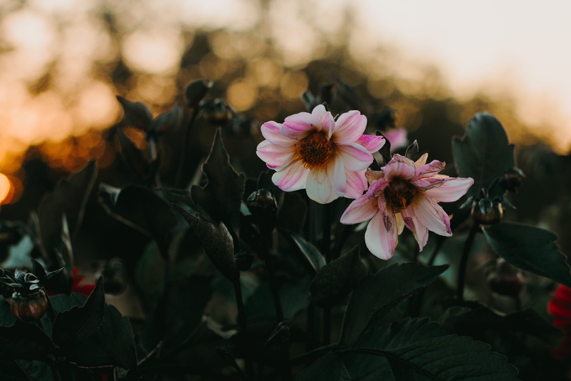 vulnerability, pink, close-up, 4K, season, flower, green, dahlia, color, plant part, flowers, focus, flowering plant, flora, plants, inflorescence, petal