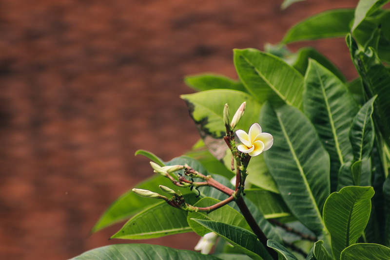 2K, flowering plant, plant part, tropical flowers, nature, plumeria, flower, no people, growth, vulnerability, inflorescence, frangipani, petal, yellow