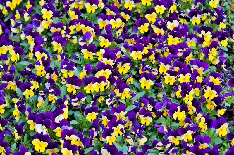colour, violet, day, colourful, colorful, close-up, bright, purple, color, yellow, botany, beautiful, nature, 5K, vulnerability, vibrant, backgrounds