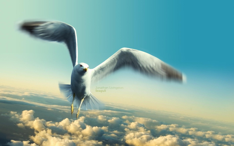 white, seagull, gray, jonathan, gull, animals and birds, livingston, 1080P