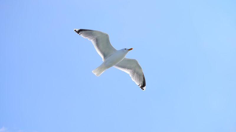 bird, nature, animal themes, low angle view, wildlife photography, no people, fly, flying, one animal, animal Wing, animal wildlife, blue, animals in the wild