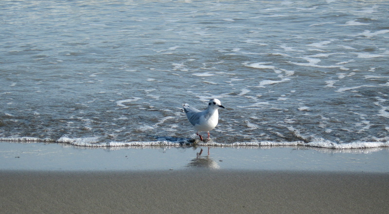water, outdoors, animals in the wild, sea, Beach, one animal, vertebrate, animal, animal themes, Seagull, Birds, day, billed, red, anzali, anzali bird