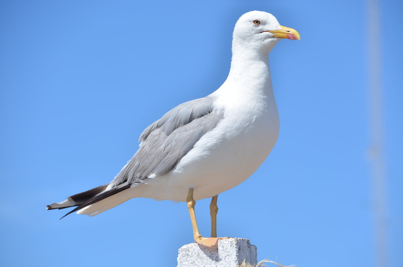 animal, no people, 4K, dove - bird, blue sky, mar, perching, one animal, day, animal themes, nature, clear sky, full length, animals in the wild, outdoors
