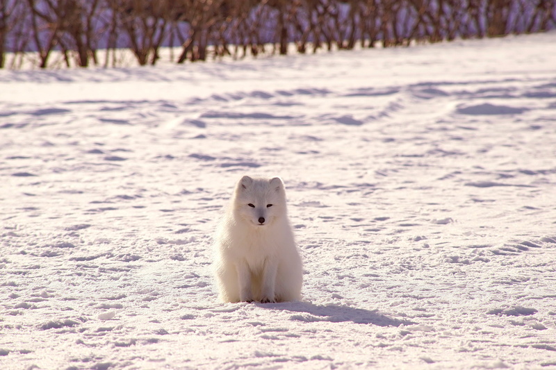 one animal, fx, sled Dog, nature, young Animal, friendship, no people, samoyed, looking at camera, 4K, backgrounds, animal themes, polar fox, playful
